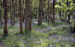 Bluebells at Linacre Reservoirs, Cutthorpe, Derbyshire